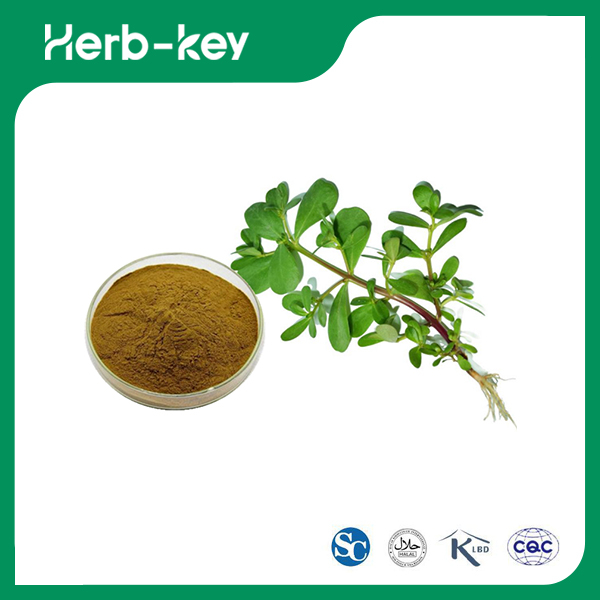 Purslane Extract