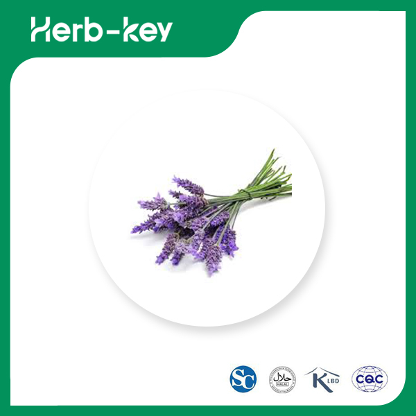 Lavender Fragrance